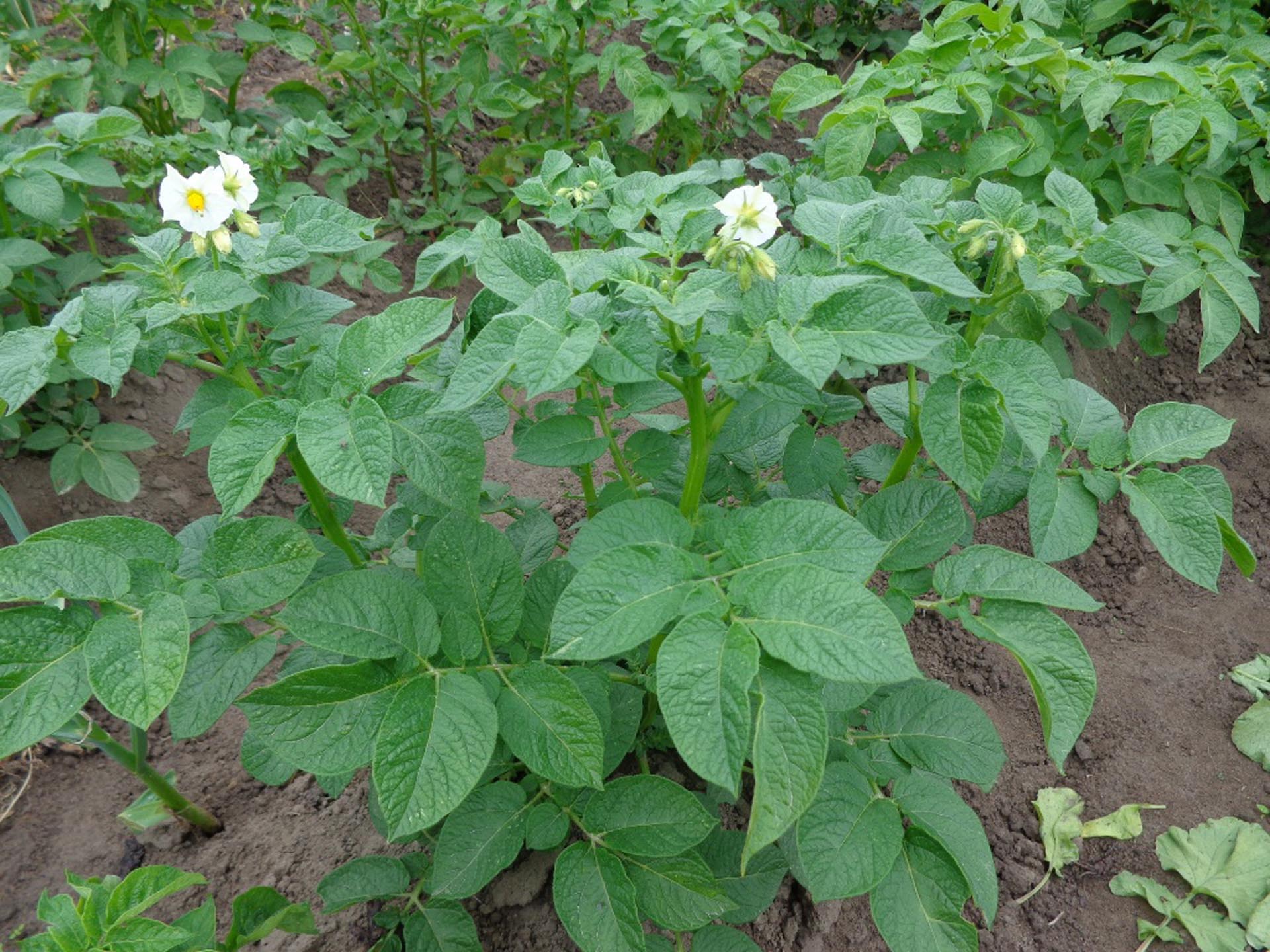 Картофель паслен клубненосный многолетнее. Паслен картофель. Solanum tuberosum Potato. Potato (Solanum tuberosum l.). Solanum tuberosum ‘Gala’.